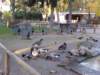 germanneighborhoodzoo_small.jpg
